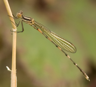 Austrolestes leda